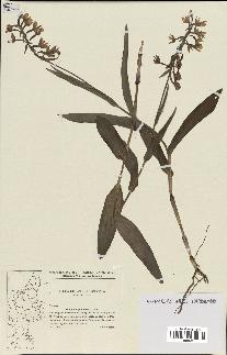 spécimen de Epipactis palustris