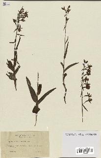 spécimen de Epipactis palustris