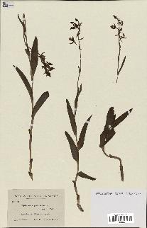 spécimen de Epipactis palustris