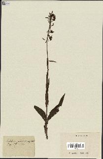 spécimen de Epipactis palustris