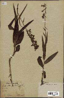 spécimen de Epipactis palustris