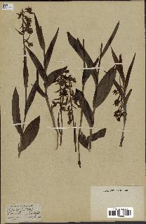 spécimen de Epipactis palustris