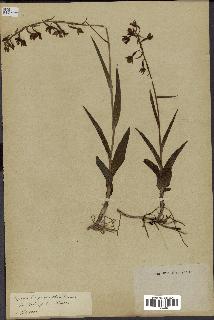 spécimen de Epipactis palustris