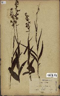 spécimen de Epipactis palustris