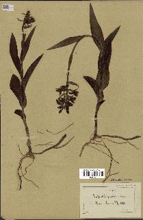 spécimen de Epipactis palustris