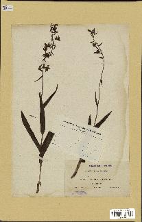 spécimen de Epipactis palustris