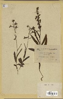 spécimen de Epipactis palustris