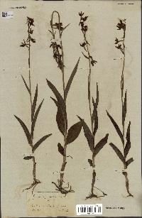 spécimen de Epipactis palustris
