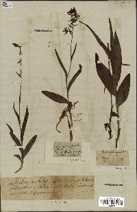 spécimen de Epipactis palustris