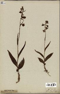 spécimen de Epipactis palustris