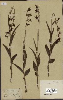 spécimen de Epipactis palustris