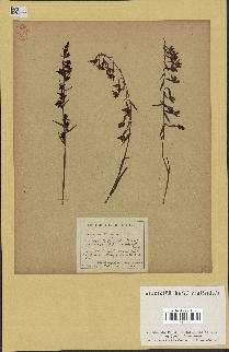 spécimen de Epipactis palustris