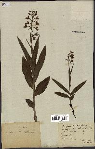 spécimen de Epipactis palustris