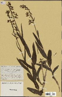 spécimen de Epipactis palustris