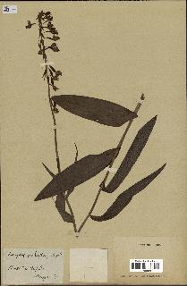 spécimen de Epipactis palustris