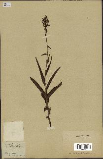 spécimen de Epipactis palustris