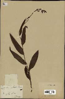 spécimen de Epipactis palustris