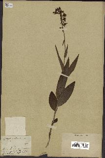 spécimen de Epipactis palustris