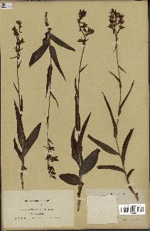 spécimen de Epipactis palustris