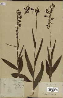 spécimen de Epipactis palustris