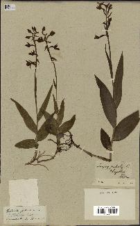 spécimen de Epipactis palustris