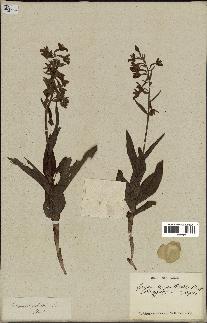 spécimen de Epipactis palustris