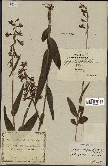 spécimen de Epipactis palustris