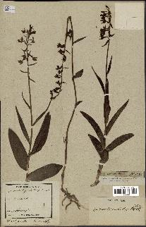 spécimen de Epipactis palustris