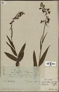 spécimen de Epipactis palustris