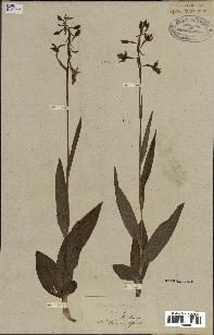 spécimen de Epipactis palustris