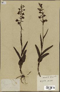 spécimen de Epipactis palustris