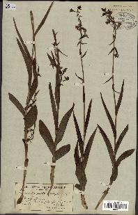 spécimen de Epipactis palustris