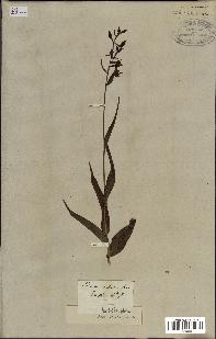 spécimen de Epipactis palustris
