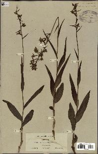 spécimen de Epipactis palustris