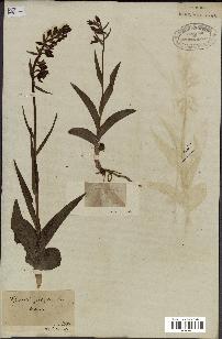 spécimen de Epipactis palustris