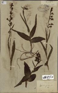 spécimen de Epipactis palustris