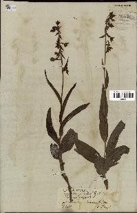 spécimen de Epipactis palustris