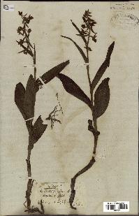 spécimen de Epipactis palustris