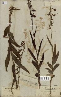 spécimen de Epipactis palustris