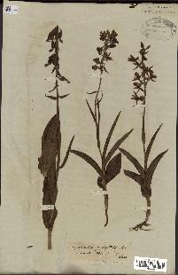 spécimen de Epipactis palustris