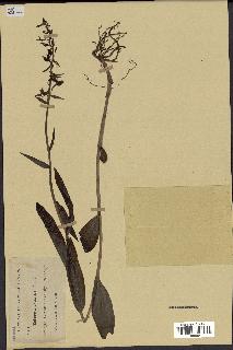 spécimen de Epipactis palustris