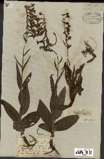 spécimen de Epipactis palustris
