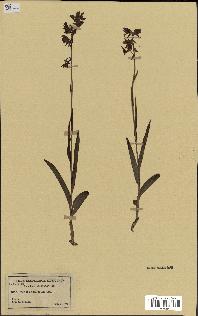 spécimen de Epipactis palustris