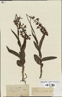 spécimen de Epipactis palustris