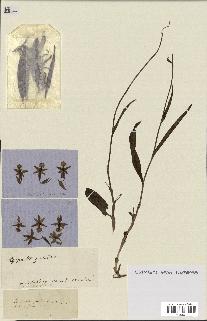 spécimen de Epipactis palustris