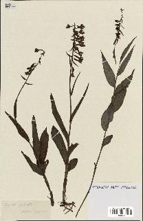 spécimen de Epipactis palustris