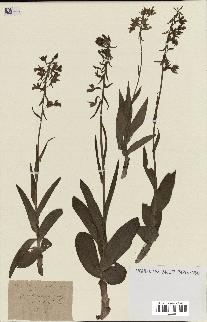 spécimen de Epipactis palustris