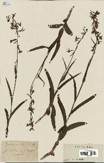 spécimen de Epipactis palustris