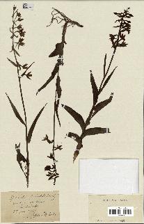 spécimen de Epipactis palustris