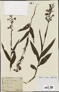 spécimen de Epipactis palustris
